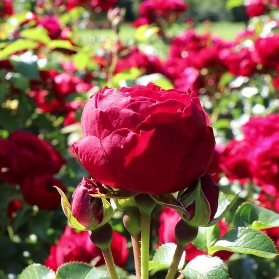 M&A 50 Seeds MixedColors Beautiful Rose Flower Seeds For Planting