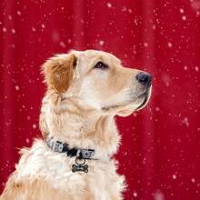 1pc Christmas Bone Personalized Dog Tags - Custom Logo Double Sided Engraved Pet Name Tags For Pets Double Sided Stainless Steel Pet Id Tags - Silver - View 6