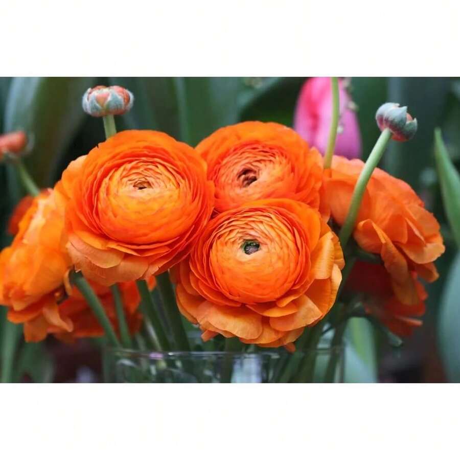 100Pcs Ranunculus Seeds For Planting Buttercup Flower Plant In