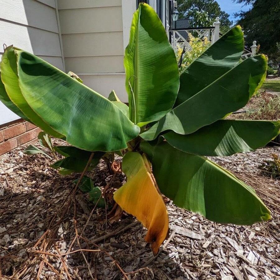 100 Red Banana Plant Seeds, Fermented Banana Tree Seeds, Banana Tree