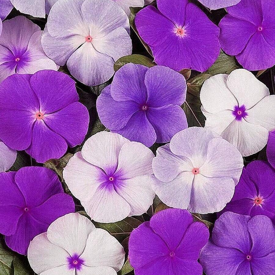 100 Mixed Rose, Changchun Flower Seed, Dwarf Flower, Balcony, Perennial