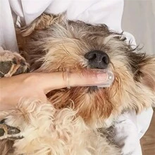 1 pièce Brosse à dents au doigt pour animal de compagnie, brosse à dents pour chien pour prévenir le tartre, petite brosse à dents en silicone pour chat pour les soins des dents et des gencives