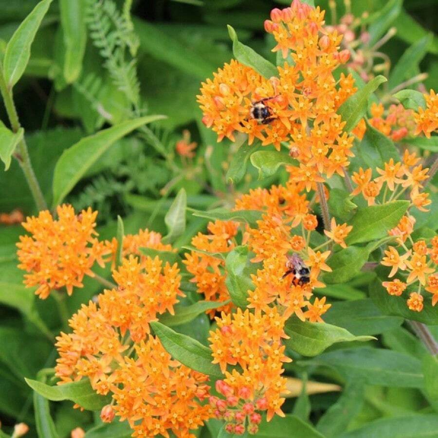 10PCS [NEW]Butterfly Milkweed Seeds (Sow Easy) SHEIN USA