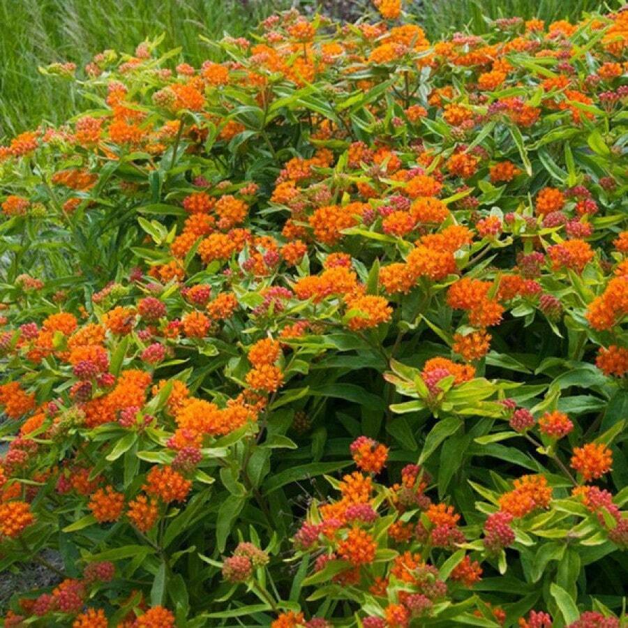 10PCS [NEW]Butterfly Milkweed Seeds (Sow Easy) SHEIN USA