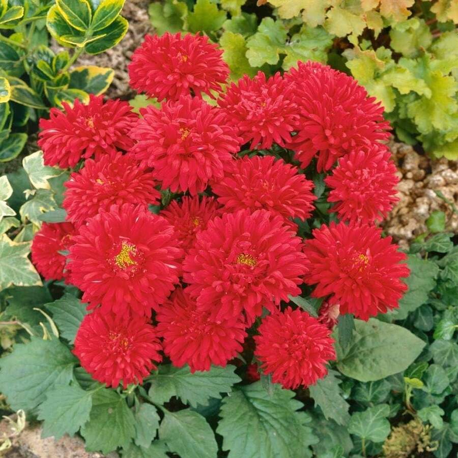 Outsidepride 100 Seeds Annual Callistephus Scarlet Dwarf Milady Aster