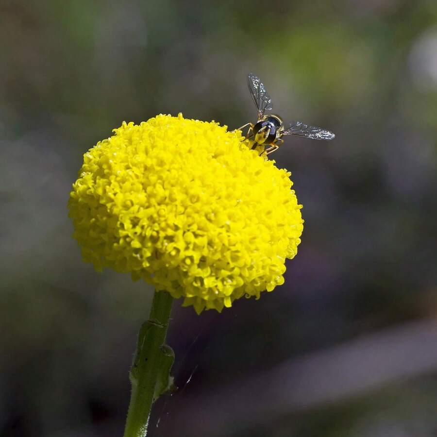 100 Seeds Perennial Craspedia Globosa Billy Button Flower Seeds For Planting SHEIN