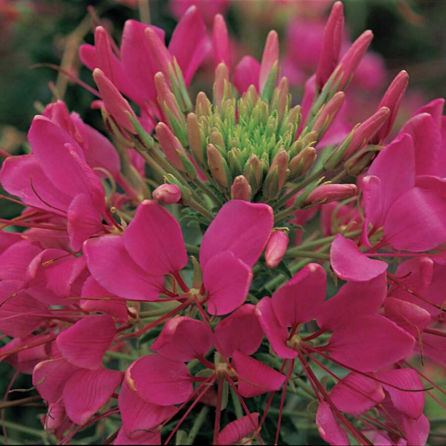 100 Seeds Annual Rose Cleome Spider Flower Seeds For Planting SHEIN USA