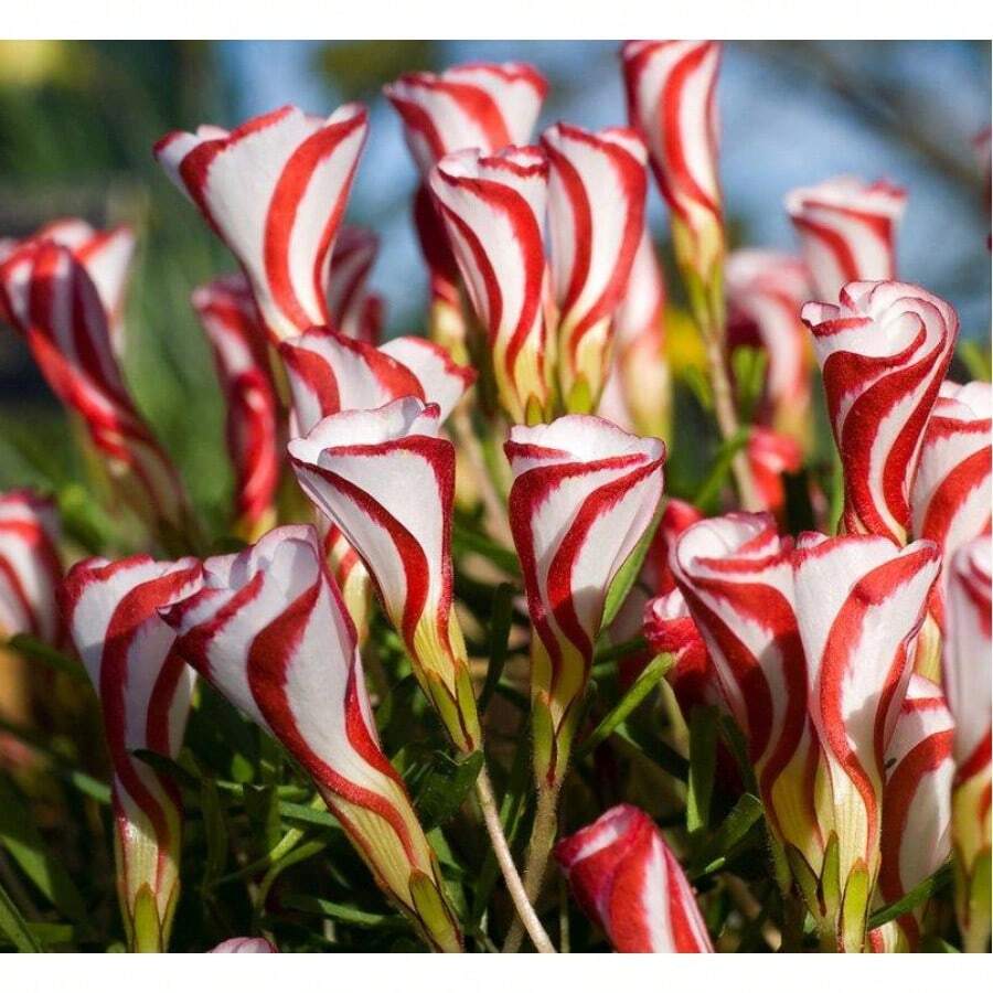 100Pcs Calla Lily Seeds For Planting Mixed Color Big Healthy Bulbs For
