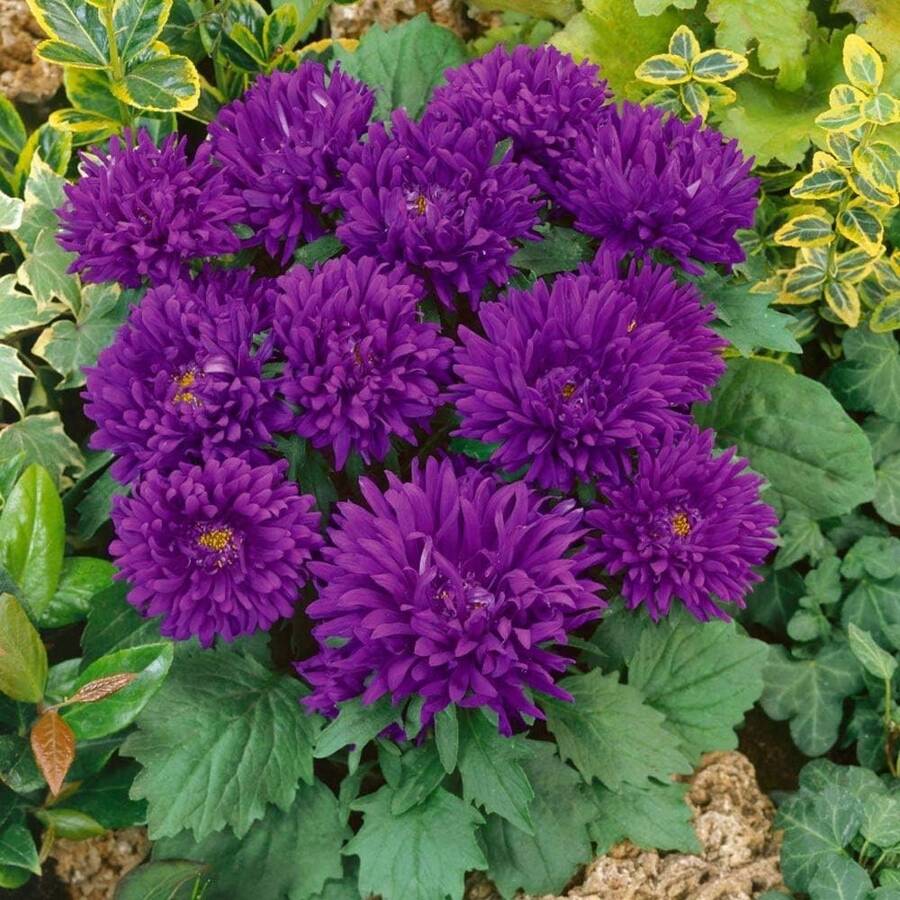 Outsidepride 100 Seeds Annual Callistephus Scarlet Dwarf Milady Aster