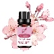 Cherry Blossoms