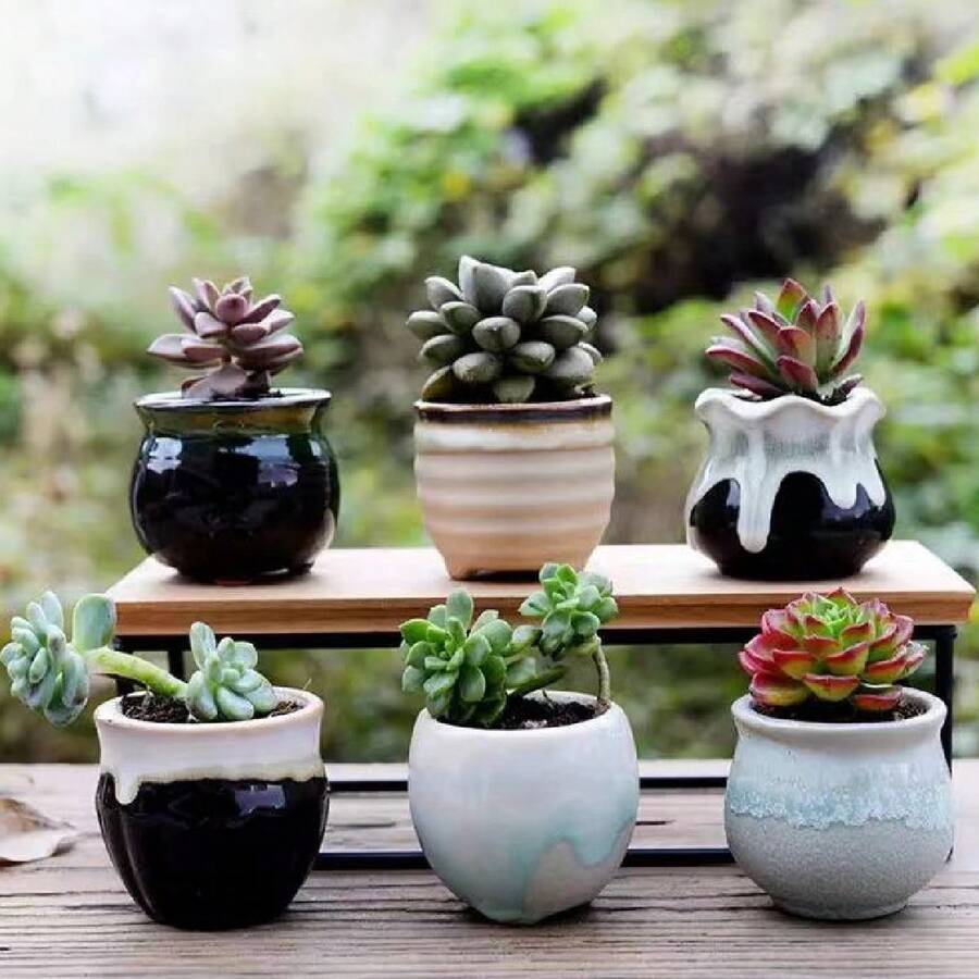 1 件装多肉植物小型多肉花容器小型多肉植物容器适用于商店办公室家居装饰 - 彩色 - 查看 1