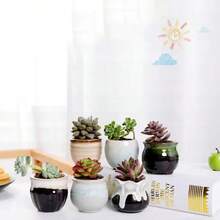 1 件装多肉植物小型多肉花容器小型多肉植物容器适用于商店办公室家居装饰 - 彩色 - 查看 2