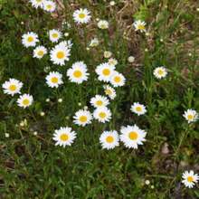 2X TOPSEED Blueline White Daisy Seeds - 杏色 - 查看 7