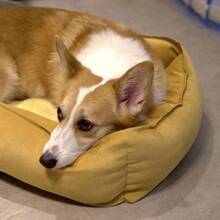 Removable Dog Bed/Cat Bed, 4-Season Use, Square Shape, Non-Slip Bottom, Flannel Fabric, High-Elastic PP Rayon Filling, Comfortable Pet Bed, Minimalist Style, Available In Yellow, Blue, Dark Gray, Army Green, Rose Red Solid Colors, SGS Certified, Sourced From Home Textile Manufacturer - Multicolor - View 5