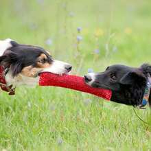 1pc Pet Training Chew Stick Toy, Dog Bite Force Training Tool, Dog Intelligence Activity Toy - Multicolor - View 3