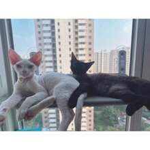 Cat Hammock - Comfortable Window Bed, Toy Lounge - Grey - View 3