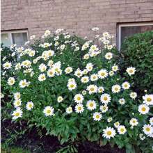 2X TOPSEED Blueline White Daisy Seeds - 杏色 - 查看 8