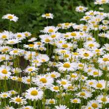 2X TOPSEED Blueline White Daisy Seeds - 杏色 - 查看 10