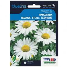 2X TOPSEED Blueline White Daisy Seeds - 杏色 - 查看 3