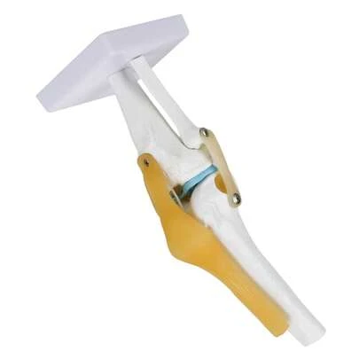 Modelo de articulación de rodilla humana para anatomía esquelética con modelo de ligamento que puede moverse