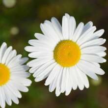 2X TOPSEED Blueline White Daisy Seeds - 杏色 - 查看 4