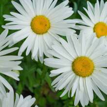2X TOPSEED Blueline White Daisy Seeds - 杏色 - 查看 5