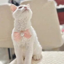 1 件猫串珠项链，可爱极具吸引力的水钻镶嵌狗和猫项圈，用于拍照的装饰品，项链可防止猫咬和舔 - 黃色 - 查看 6