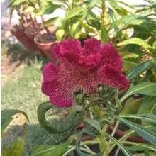 Dwarf Celosia Cristata Seeds (Assorted) TOPSEED - Màu be - Xem 5