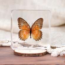 1pc Large Size (4.8cm/7.5cm) Transparent Spread Wings Butterfly, Spider, Butterfly, Giant Centipede Series Model. Insect Specimen, Permanent Preservation Animal Model Crafts, Real Nature Insect Butterfly Resin Specimen Bookend, Transparent Acrylic Square Plant And Animal Insect Model Decorative Craft (Crystal Crafts Are Fragile, Beware Of Bumps) - Multicolor - View 26