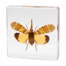 1pc Large Size (4.8cm/7.5cm) Transparent Spread Wings Butterfly, Spider, Butterfly, Giant Centipede Series Model. Insect Specimen, Permanent Preservation Animal Model Crafts, Real Nature Insect Butterfly Resin Specimen Bookend, Transparent Acrylic Square Plant And Animal Insect Model Decorative Craft (Crystal Crafts Are Fragile, Beware Of Bumps) - Multicolor - View 27