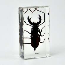 50+ Pcs Large (7.3cm) Transparent Resin Insect Stag Beetle, Spider, Scorpion, Rhinoceros Beetle, Hornet, Wasp Model, Spider Octagon Monster Creative Bookend Decor, Primitive Forest Giant Arthropod Centipede Model, Magical Nature Real Rare Various Insects, High Transparency Permanent Preserved Transparent Resin Natural Insect Creative Small Decor, Gift - Multicolor - View 16