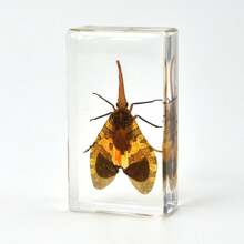 50+ Pcs Large (7.3cm) Transparent Resin Insect Stag Beetle, Spider, Scorpion, Rhinoceros Beetle, Hornet, Wasp Model, Spider Octagon Monster Creative Bookend Decor, Primitive Forest Giant Arthropod Centipede Model, Magical Nature Real Rare Various Insects, High Transparency Permanent Preserved Transparent Resin Natural Insect Creative Small Decor, Gift - Multicolor - View 17