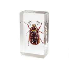 50+ Pcs Large (7.3cm) Transparent Resin Insect Stag Beetle, Spider, Scorpion, Rhinoceros Beetle, Hornet, Wasp Model, Spider Octagon Monster Creative Bookend Decor, Primitive Forest Giant Arthropod Centipede Model, Magical Nature Real Rare Various Insects, High Transparency Permanent Preserved Transparent Resin Natural Insect Creative Small Decor, Gift - Multicolor - View 19