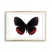 1pc Tranh Canvas Nghệ Thuật Treo Tường Hình Con Bướm Áp Phích Và Tranh In Sinh Vật Đẹp Trang Trí Phòng Khách Phòng Ngủ Quà Tặng Cho Người Yêu Côn Trùng Không Có Khung - Nhiều màu - Xem 22