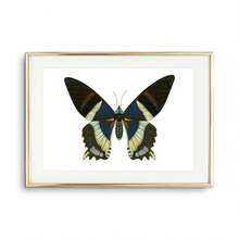 1pc Tranh Canvas Nghệ Thuật Treo Tường Hình Con Bướm Áp Phích Và Tranh In Sinh Vật Đẹp Trang Trí Phòng Khách Phòng Ngủ Quà Tặng Cho Người Yêu Côn Trùng Không Có Khung - Nhiều màu - Xem 25
