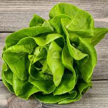 Summer Wonder Lettuce Seeds (Butter) TOPSEED - 杏色 - 查看 6