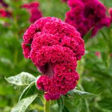 Dwarf Celosia Cristata Seeds (Assorted) TOPSEED - Màu be - Xem 4