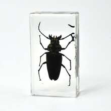 50+ Pcs Large (7.3cm) Transparent Resin Insect Stag Beetle, Spider, Scorpion, Rhinoceros Beetle, Hornet, Wasp Model, Spider Octagon Monster Creative Bookend Decor, Primitive Forest Giant Arthropod Centipede Model, Magical Nature Real Rare Various Insects, High Transparency Permanent Preserved Transparent Resin Natural Insect Creative Small Decor, Gift - Multicolor - View 15