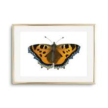 1pc Tranh Canvas Nghệ Thuật Treo Tường Hình Con Bướm Áp Phích Và Tranh In Sinh Vật Đẹp Trang Trí Phòng Khách Phòng Ngủ Quà Tặng Cho Người Yêu Côn Trùng Không Có Khung - Nhiều màu - Xem 13