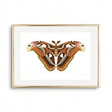 1pc Tranh Canvas Nghệ Thuật Treo Tường Hình Con Bướm Áp Phích Và Tranh In Sinh Vật Đẹp Trang Trí Phòng Khách Phòng Ngủ Quà Tặng Cho Người Yêu Côn Trùng Không Có Khung - Nhiều màu - Xem 19