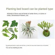 1 件黑色加厚鹿角蕨板石斛兰蕨类种植板塑料植物床板园艺挂板装饰品 - 黑色 - 查看 4