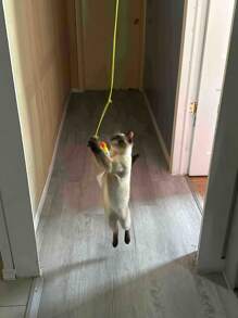 Hanging Door Cartoon Graphic Cat Teaser Toy Cat Toys For Indoor Cats Random - Multicolor - View 6