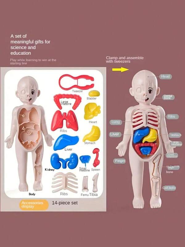 1pc Montessori 3D Human Body Anatomy Puzzle Model, Children Educational Learning Organ Assembly Toy, Preschool Teaching Tool