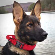 Military Tactical Dog Collar Adjustable Heavy Duty With Handle Pet Training Large/Medium Size LR-0239 - 黑色 - 查看 10