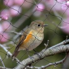 Stärke schwarzes Nylon vogelsicher Vogelschutznetze Obstgarten Traubenschutznetze Landwirtschaft Aquakultur Teichnetze,Textur, bequem und schön, mit Praktikabilität,Hof, Rasen, Gartenarbeit, Bewachung, Schutz