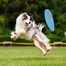 Dog Lover And Dog Mom Love Chew Toys Bones Dog Lover And Dog Mom Love Chew Toys Suitable For Jugetes Tooth Cleaning Rubber Toothbrush Stick Cat/Dog Lover Gift And Dog/Cat Mom Love Pet Dog Lover And Dog Mom Love Chew Toys - Multicolor - View 6