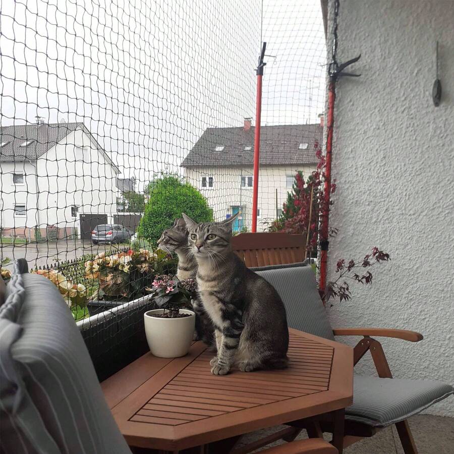 Cat Balcony Net Cat, Balcony Fence For Pets, Cat Netting Anti-Fall, Transparent Nylon Pet Mesh Fence For Dogs & Cat, Pet Safety Net For Balcony/Stairs/Window - Trong suốt 4x3m - Xem 1