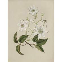 1 件复古美女风格植物花卉画廊艺术海报帆布画墙面印刷画适用于客厅家居装饰无框 - 彩色 - 查看 24