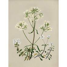 1 件复古美女风格植物花卉画廊艺术海报帆布画墙面印刷画适用于客厅家居装饰无框 - 彩色 - 查看 8