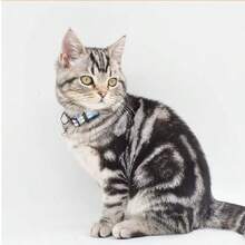 1 件趣味骷髅骨头设计舒适项圈，适合英国短毛猫蓝猫，渐变色图案 - 彩色 - 查看 5